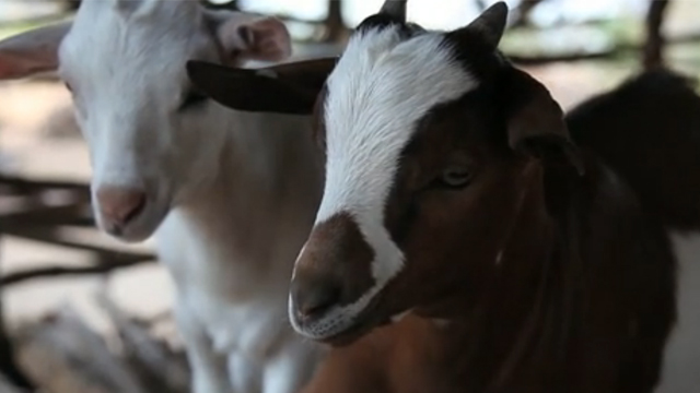 The Gift of a Goat in Malawi