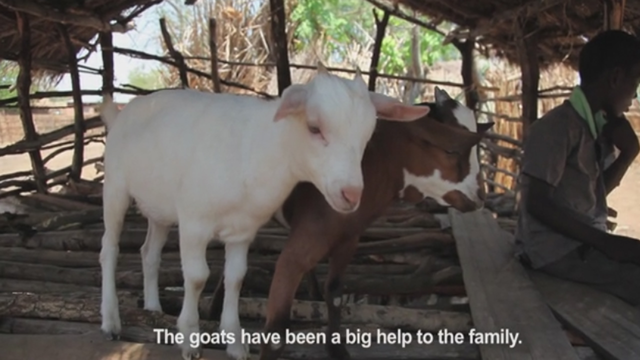 Trócaire Gift of a Goat